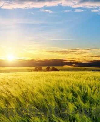最新足球比分-实时追踪，最新足球比分背后的激情与悬念